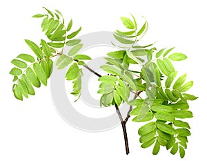 Branch of rowan wgreen leaf photo