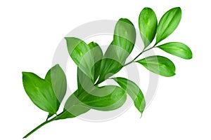 One branch with green leaves on white background isolated close up, fresh grass, herbal illustration, decorative plant, natural fl