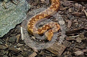 One braun and very poisen snake