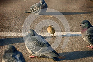 One brave sparrow vs doves on the street. Sparrow vs doves. Humor scene picture. Sparrow and dove wild city birds. Funny bird