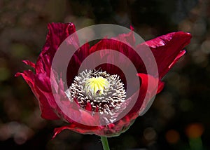 One Breadseed poppy flower