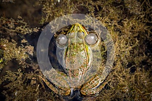 One breeding male pool frog with vocal sacs on both sides of mouth in vegetated areas in water. Pelophylax lessonae. European frog