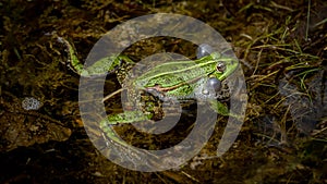 One breeding male pool frog with vocal sacs on both sides of mouth in vegetated areas in water. Pelophylax lessonae. European frog