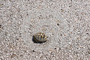 One bright land turtle crawling on the asphalt road