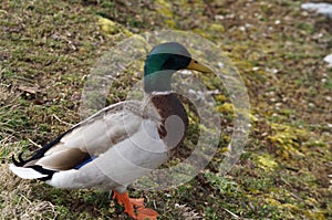 Multi-Colored Duck Portrait Shot 2