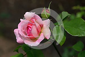 One bright pink rose flower and bud, blooming in the summer sunshine on a natural green background