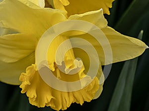 One bright yellow doffodils in full bloom photo