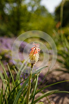 One bright yellow red hot poker flower closeup on blurry background. Torch lily, tritoma or kniphofia ornamental plant in garden