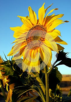 One bright yellow sunflower set against a clear blue sky with yellow petals and green leaves