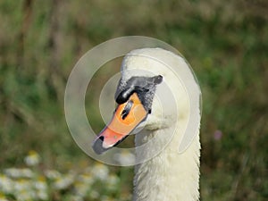 Mute Swan at Broadwater, near Tywyn, Mid Wales photo