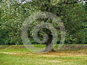 One broadleaved spring tree standing alone in landscape photo