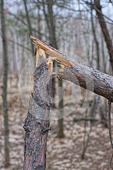 one broken brown pine tree on the ground in nature