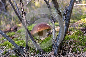 One brown cap edible mushrooms grows