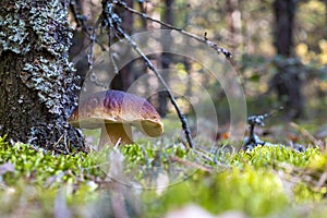 One brown cap edible mushrooms grows in nature