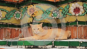 One Brown Cat Relaxtion on Colorful Glazed Tiles