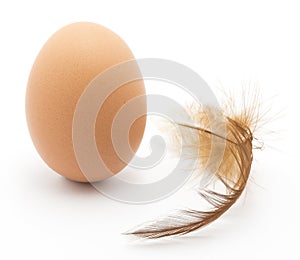 One brown chicken egg and feather.