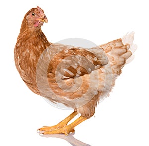 One brown chicken isolated on white background, studio shoot