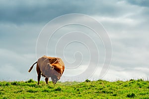 One brown cow in a green field, Beautiful cloudy sky in the background,