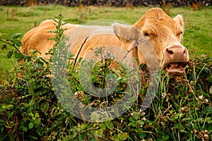 One brown cow in a green pasture field. Agriculture concept