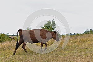 One brown cow walks on the grass.
