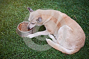 One brown dog eat in yard