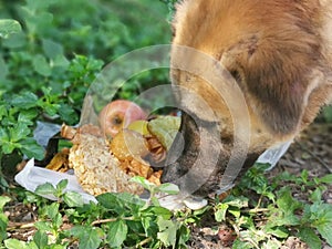 One brown dog is eating the scraps of food that people have taken away.