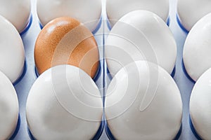 One brown egg in the middle of the white eggs