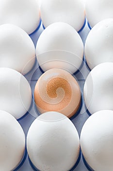 One brown egg in the middle of the white eggs
