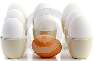 One brown egg surrounded by white chicken eggs