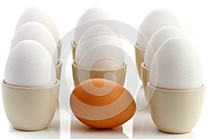 One brown egg surrounded by white chicken eggs 2