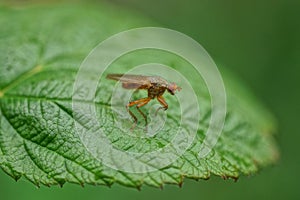 One brown fly sits on a green leaf