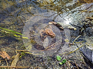 one brown frog in a pond near the shore