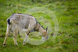 One brown goat standing on green grass with blurred background