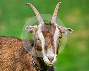 One brown goat standing in an outdoor farm, selective focus and blurry background