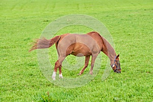 One brown horse grazing on an open green field on a meadow with copyspace. Chestnut pony or young foal eating grass on a