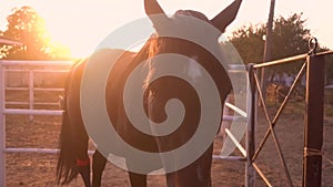 One brown horse in the paddock standing in autumn sunset light