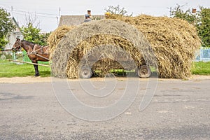 One brown horse transportation hay on wooden cart