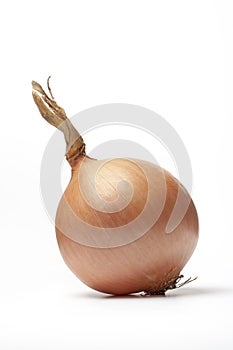 One brown onion on white background