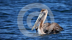 One Brown Pelican floating on a blue ocean