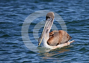 One Brown Pelican floating on a blue ocean