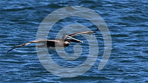 One Brown Pelican flying over a blue ocean