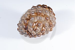 One brown pine cone white isolated