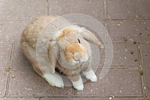 One brown rabbit on a brown paving slab background.