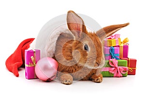 One brown rabbit in a Christmas hat with gifts.