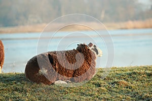 One brown sheep is laying on a dike