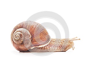 One brown snail