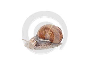 One brown snail