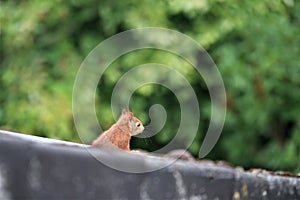 One brown squirrel sits on a roof edge