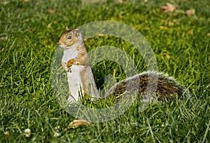 One Brown Squirrel Standing on Hind Legs in Green Grass