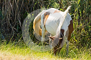 One Brown and white Wild pony grazing in coastal marsh